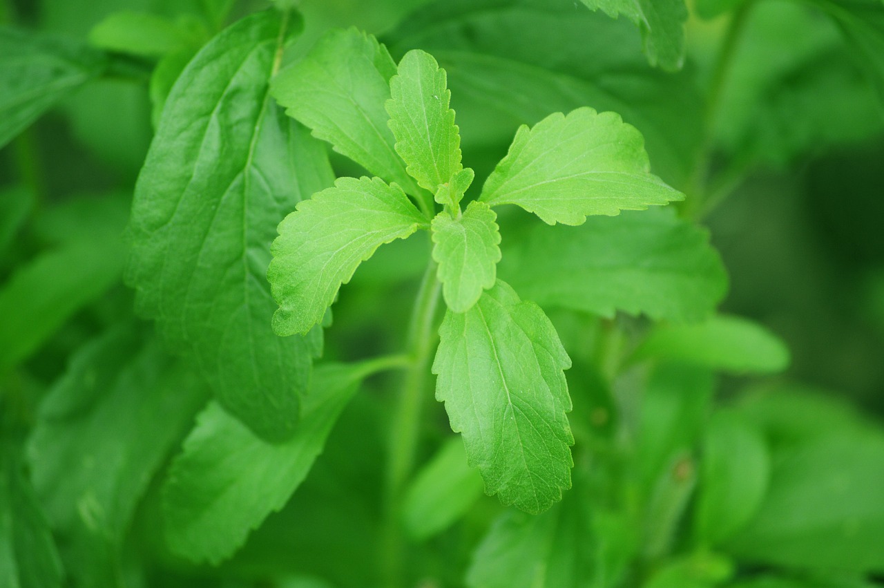 stevia-leaf frunze de stevie