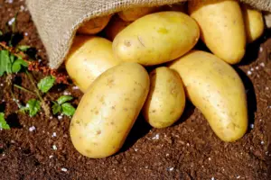 cartofi valori nutritionale