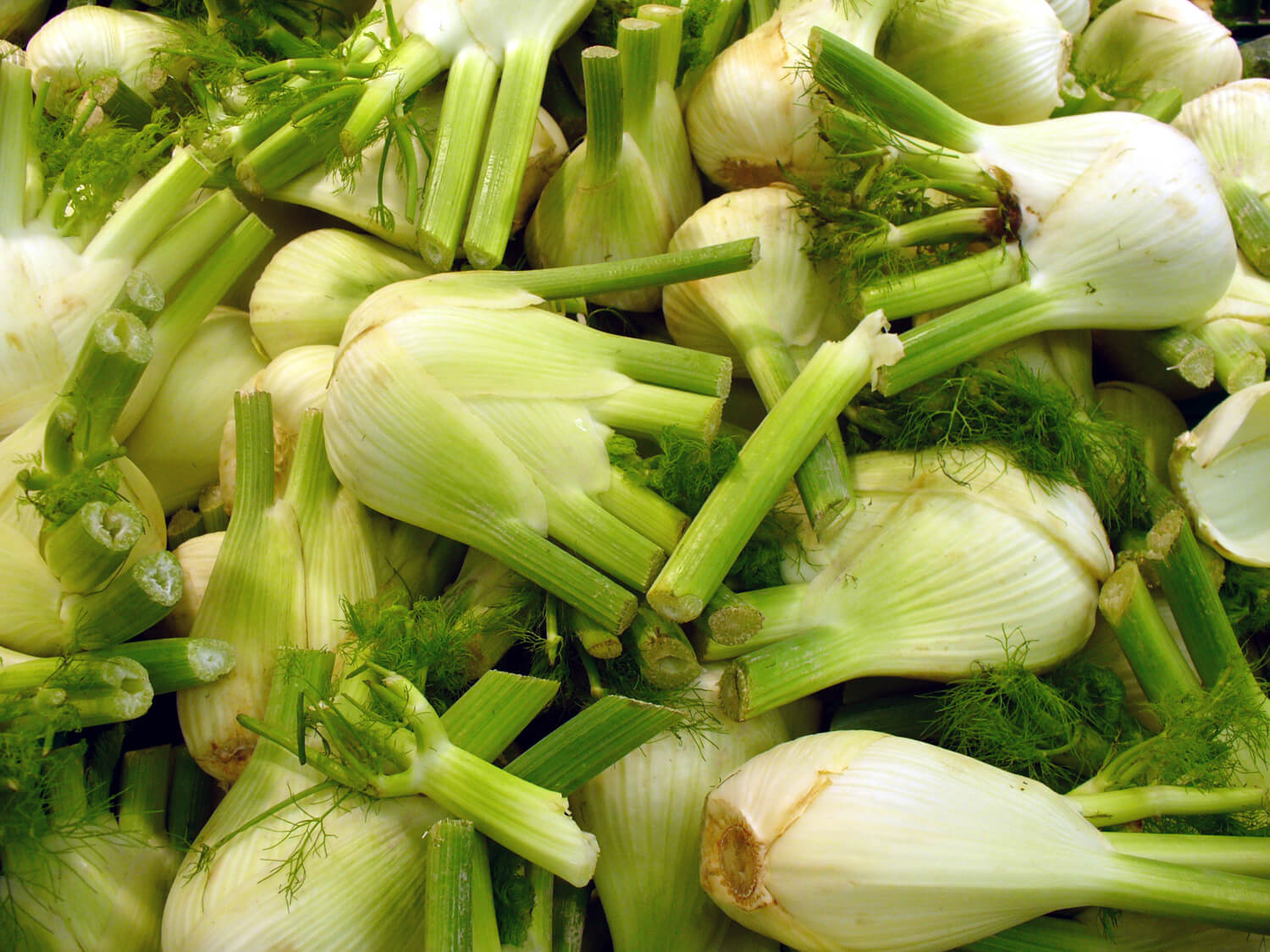 Bulb de fenicul