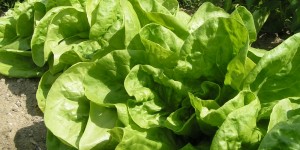 Salata verde - beneficii pentru sanatate