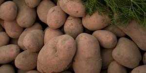 Cartofii - beneficii pentru sanatate, consum, calorii