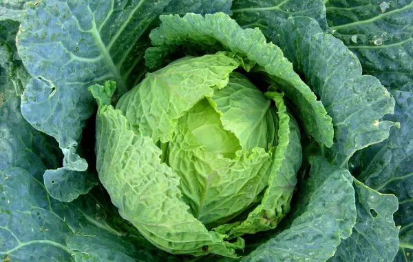 Varza - compozitie vitamine si minerale, calorii, beneficii