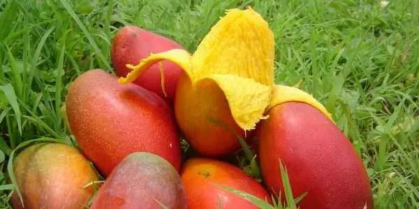 Mango - Beneficiile pentru sanatate, calorii, vitamine
