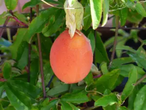 fructul pasiunii-passion-fruit, beneficii, calorii si valorii nutritionale