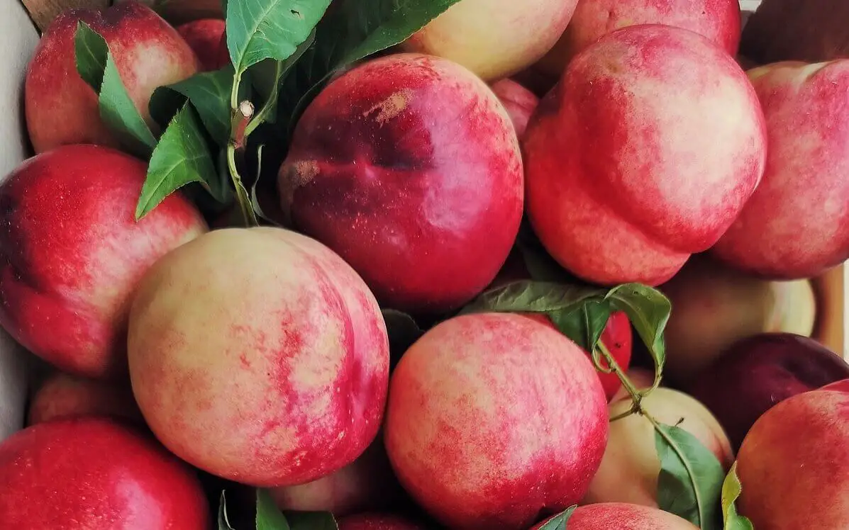 Nectarine