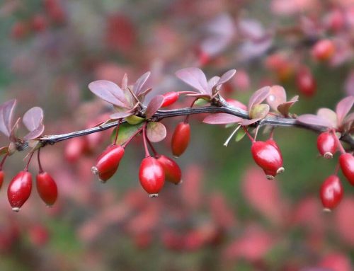 Berberina: aliatul natural pentru o sănătate de fier