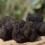 trufe negre ciuperci - beneficii si valori nutritionale